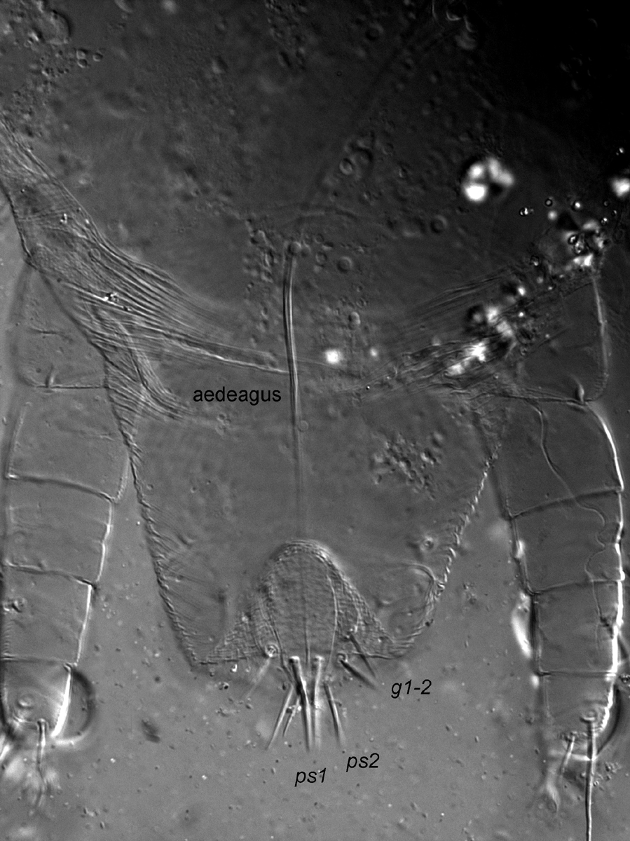   Fig. 8.  Dolichotetranychus floridanus  male posterior venter.
