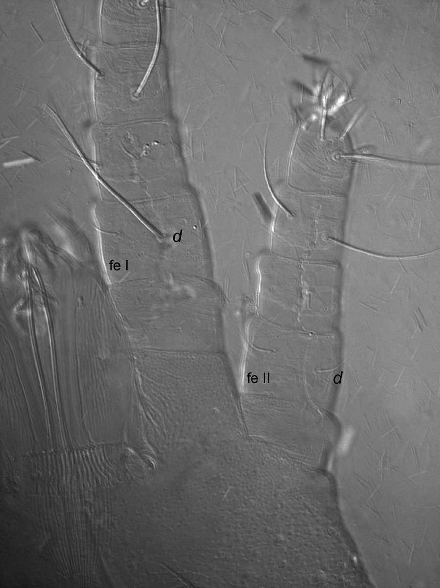  Fig. 3.  Dolichotetranychus floridanus  female, dorsal view of legs I-II indicating dorsal setae on femur I-II (fe I-II).
