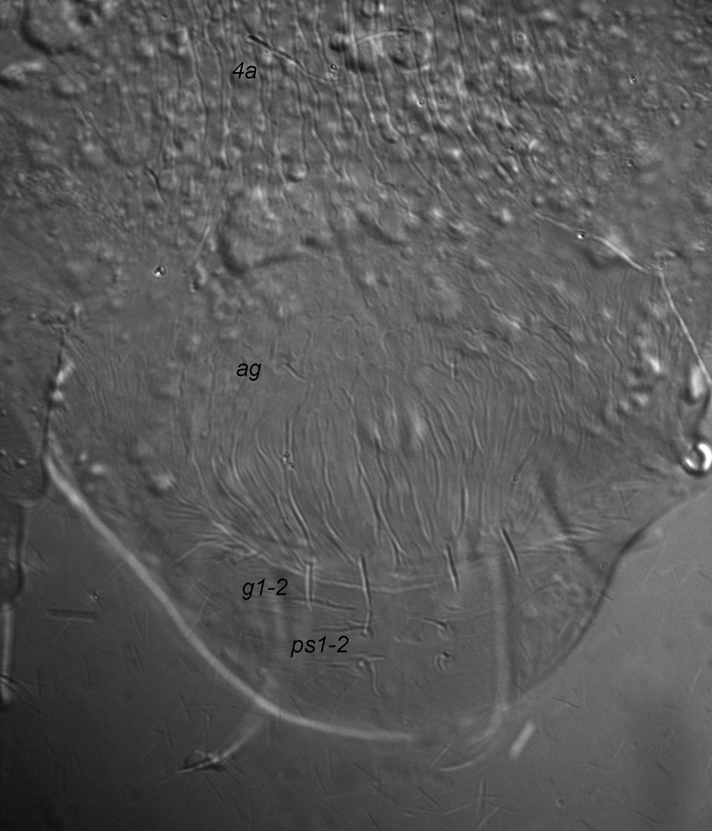  Fig. 7.  Dolichotetranychus floridanus  female posterior venter.
