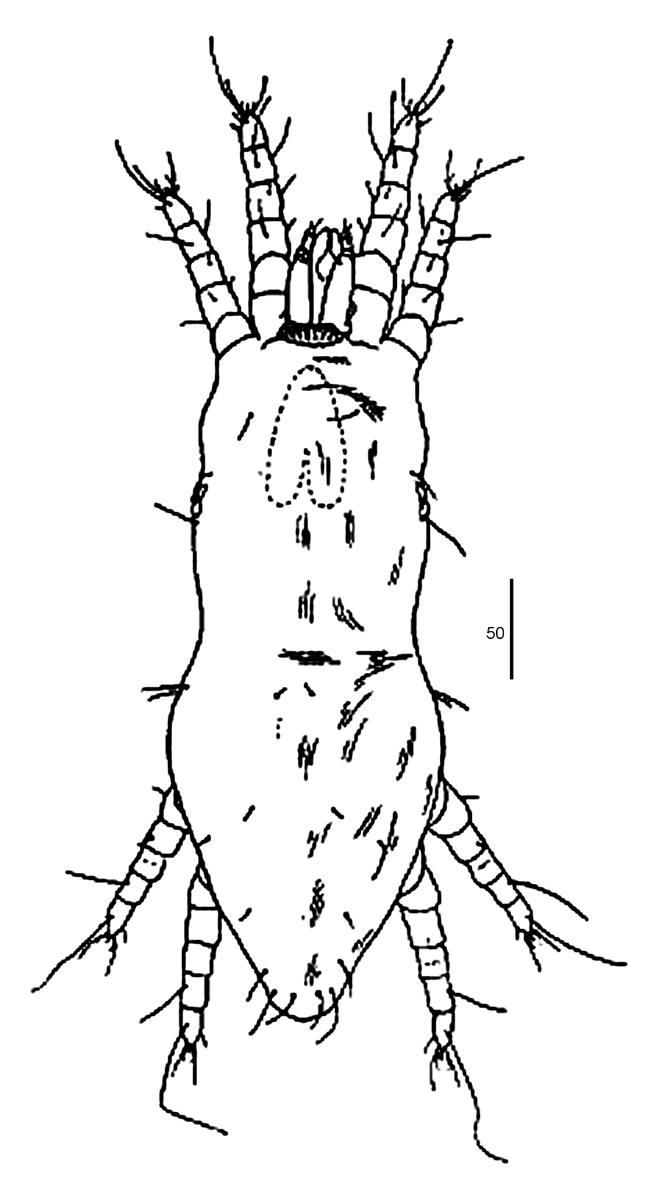  Fig. 11.  Dolichotetranychus floridanus  female, after Ehara 1966.
