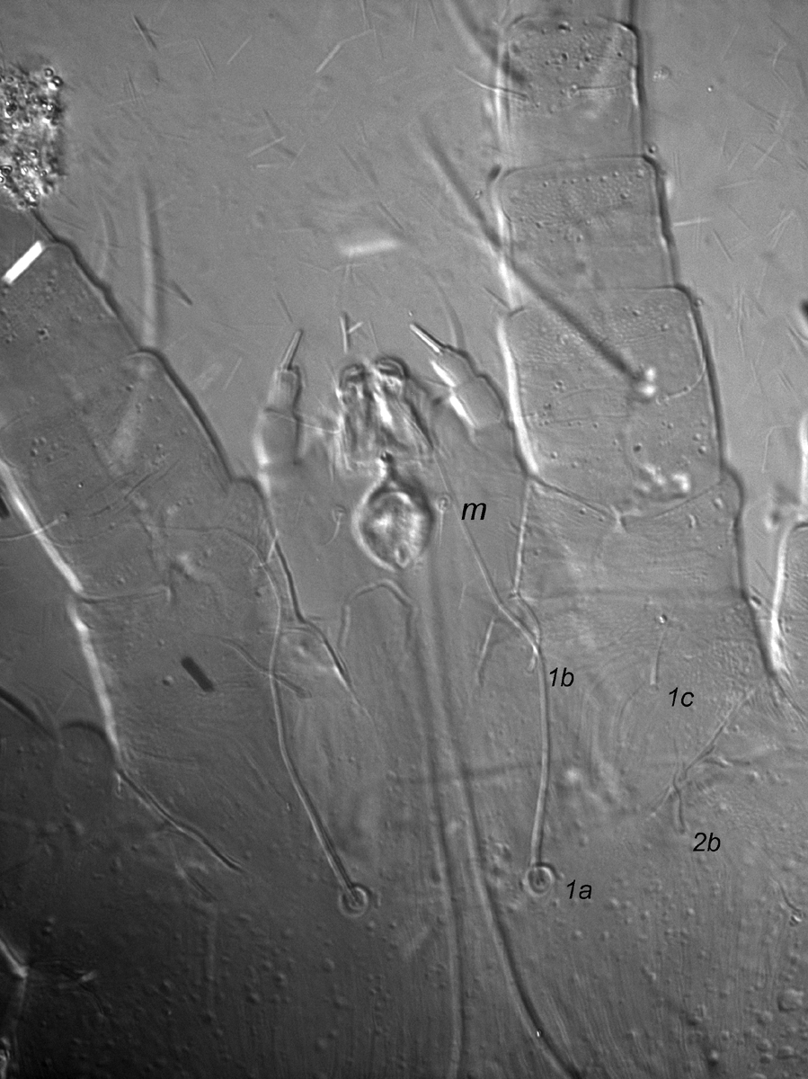 Fig. 5.  Dolichotetranychus floridanus  female, ventral gnathosoma indicating seta  m , and 2 setae on coxa II ( 2b ,  2c ).
