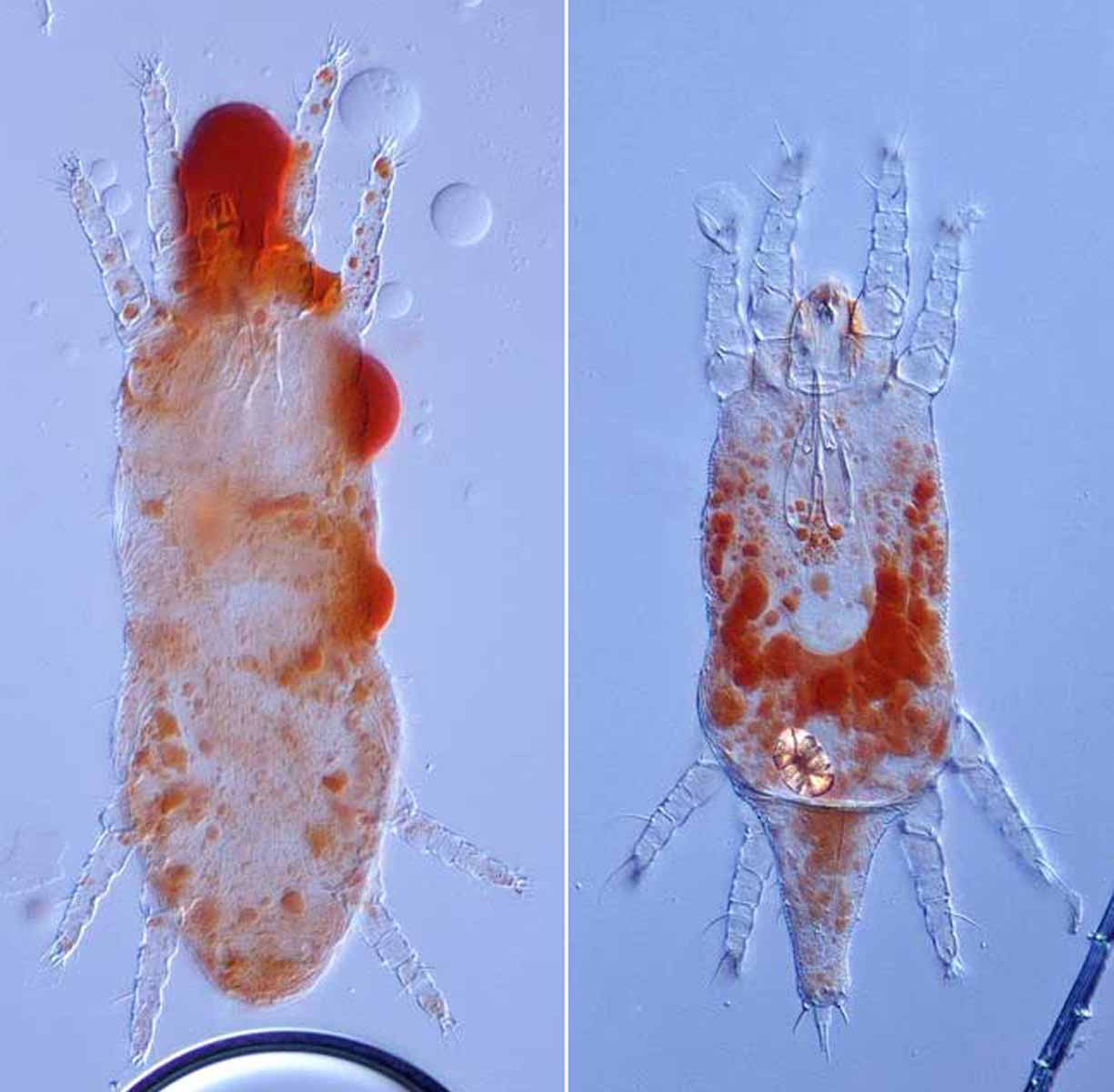            Fig. 2.   Dolichotetranychus  adult female   (left) and male (right) dorsum (images: Philip Johnson,   USDA-APHIS-PPQ).   