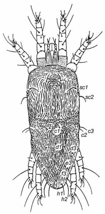  Fig. 12.  Dolichotetranychus floridanus  female, after Baker amp; Pritchard 1956.
