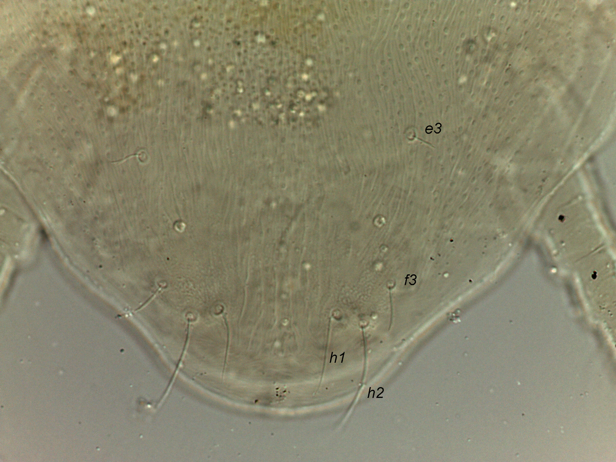            Fig. 5.   Dolichotetranychus  sp. female dorsum, posterior   opisthosoma.   