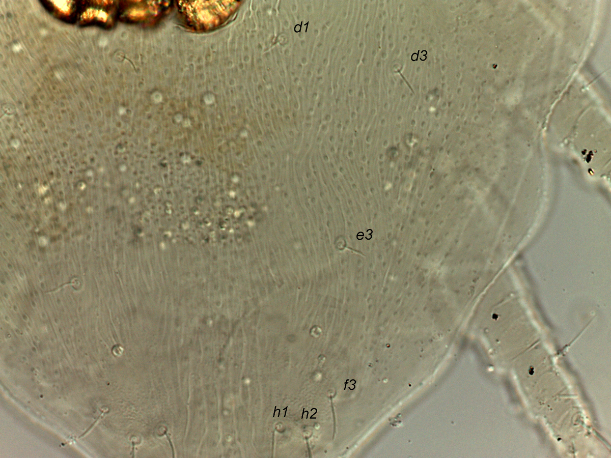            Fig. 4.   Dolichotetranychus  sp. female dorsum, posterior   opisthosoma.   