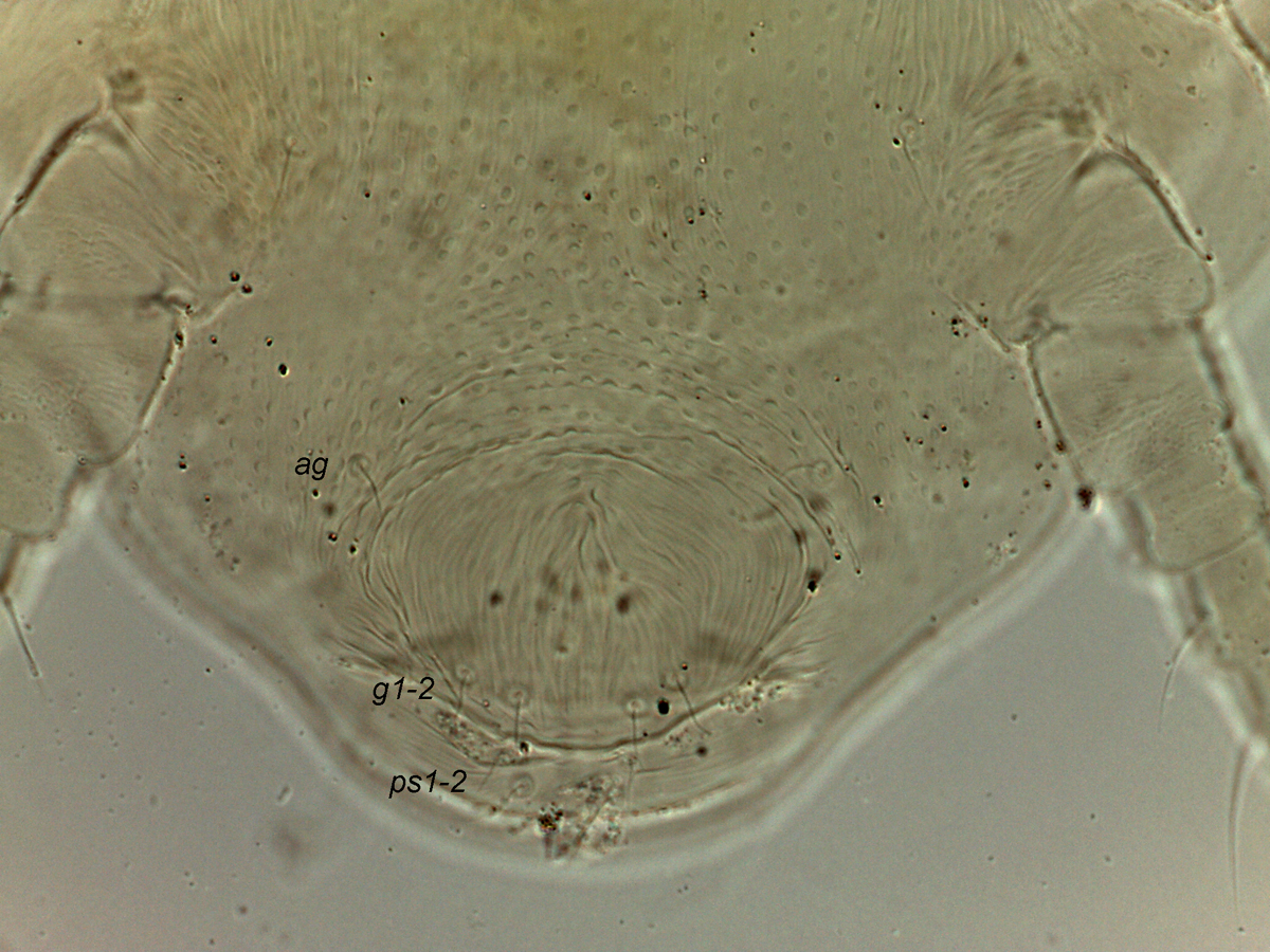            Fig. 9.   Dolichotetranychus  female posterior   venter, indicating genital region.   