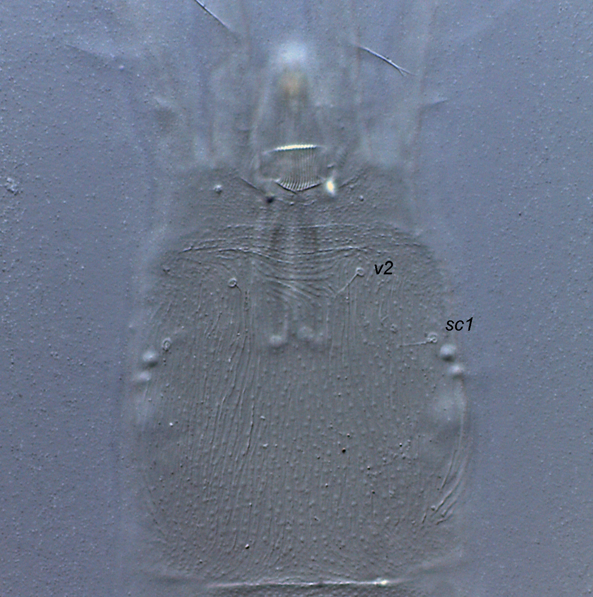            Fig. 7.  Dolichotetranychus  sp. female prodorsum, without projections   or notches.   