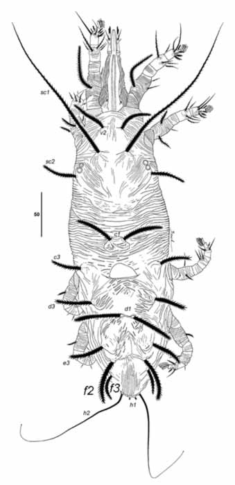            Fig. 2.   Gahniacarus gersonus  female   dorsum.   
