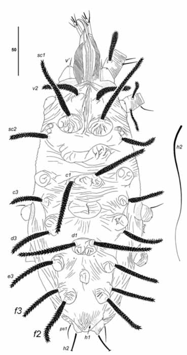            Fig. 1.   Gahniacarus   tuberculatus  female dorsum.    