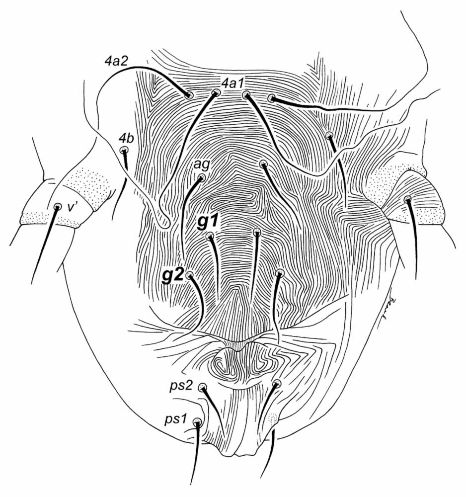            Fig. 4.   Gahniacarus tuberculatus  female   posterior venter.   