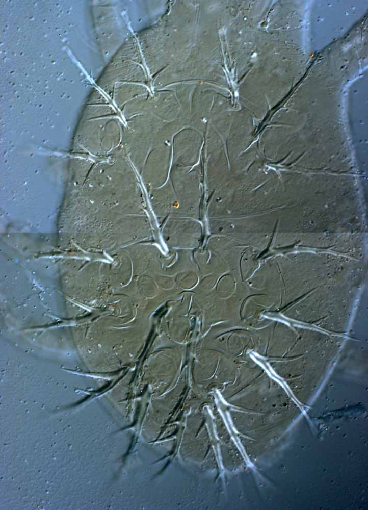            Fig. 2.   Krugeria ramosa  female dorsum   (paratype).   