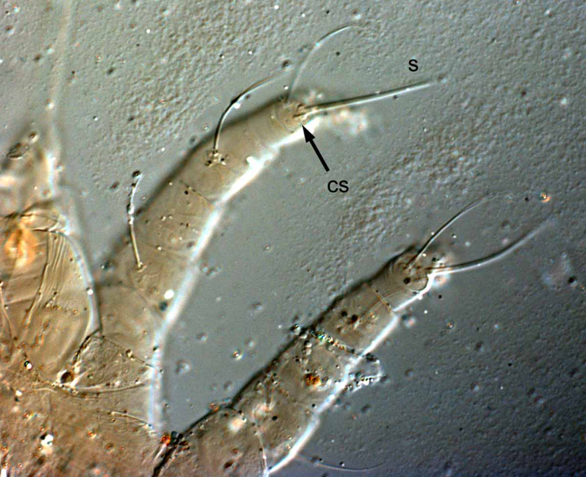            Fig. 4.   Krugeria ramosa  female tarsi I and II   - solenidion long (s) and companion seta minute (cs).   