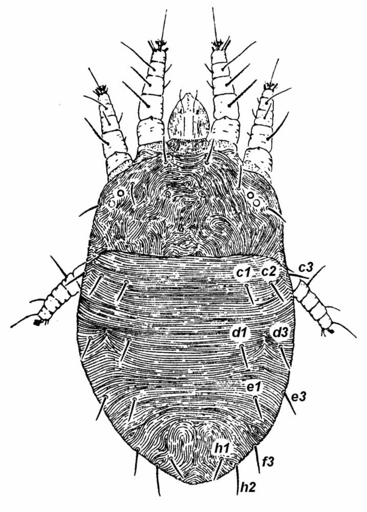           Fig. 1.   Larvacarus transitans  female dorsum   (after Baker amp; Pritchard 1952).   