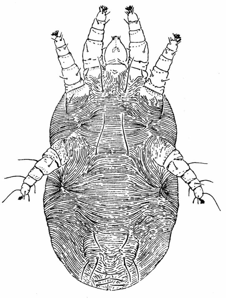            Fig. 2.   Larvacarus transitans  female venter   (after Baker amp; Pritchard 1952).   