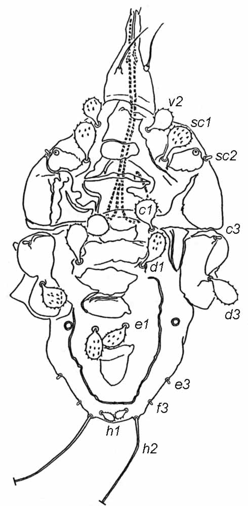            Fig. 1.   Lisaepalpus smileyae  female dorsum   (after Smiley amp; Gerson 1995).   
