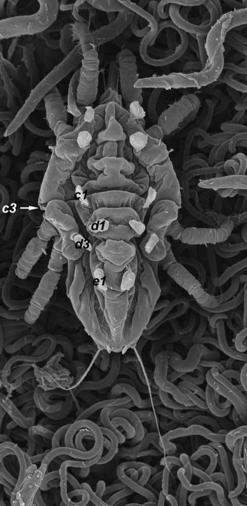            Fig. 2.   Lisaepalpus smileyae  female dorsum   (image: Gary Bauchan, USDA-ARS).   