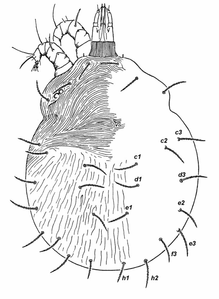            Fig. 1.   Macfarlaniella queenslandica  female   dorsum (after Baker amp; Pritchard 1962).   