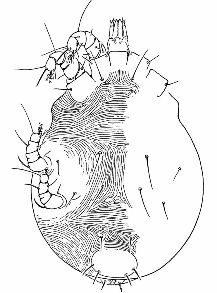            Fig. 3.   Macfarleniella queenslandica  female   venter (after Baker amp; Pritchard 1962).   