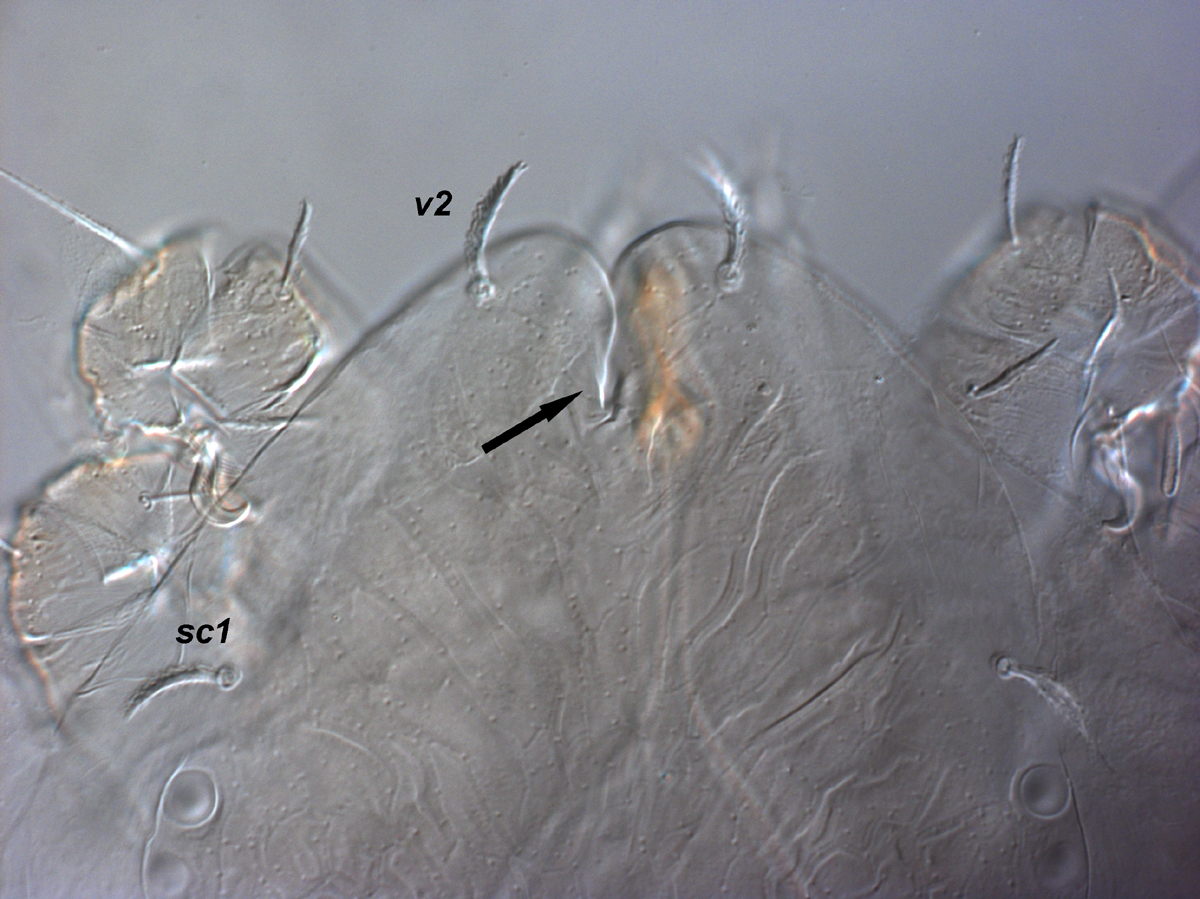            Fig. 3.   Magdalenapalpus forsteri  sp. nov.   Seeman amp; Beard, adult female anterior margin of prodorsum indicating notch   (arrow).   