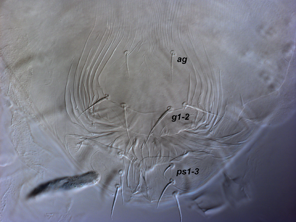            Fig. 5.   Magdalenapalpus forsteri  sp. nov.   Seeman amp; Beard, adult female posterior venter.   