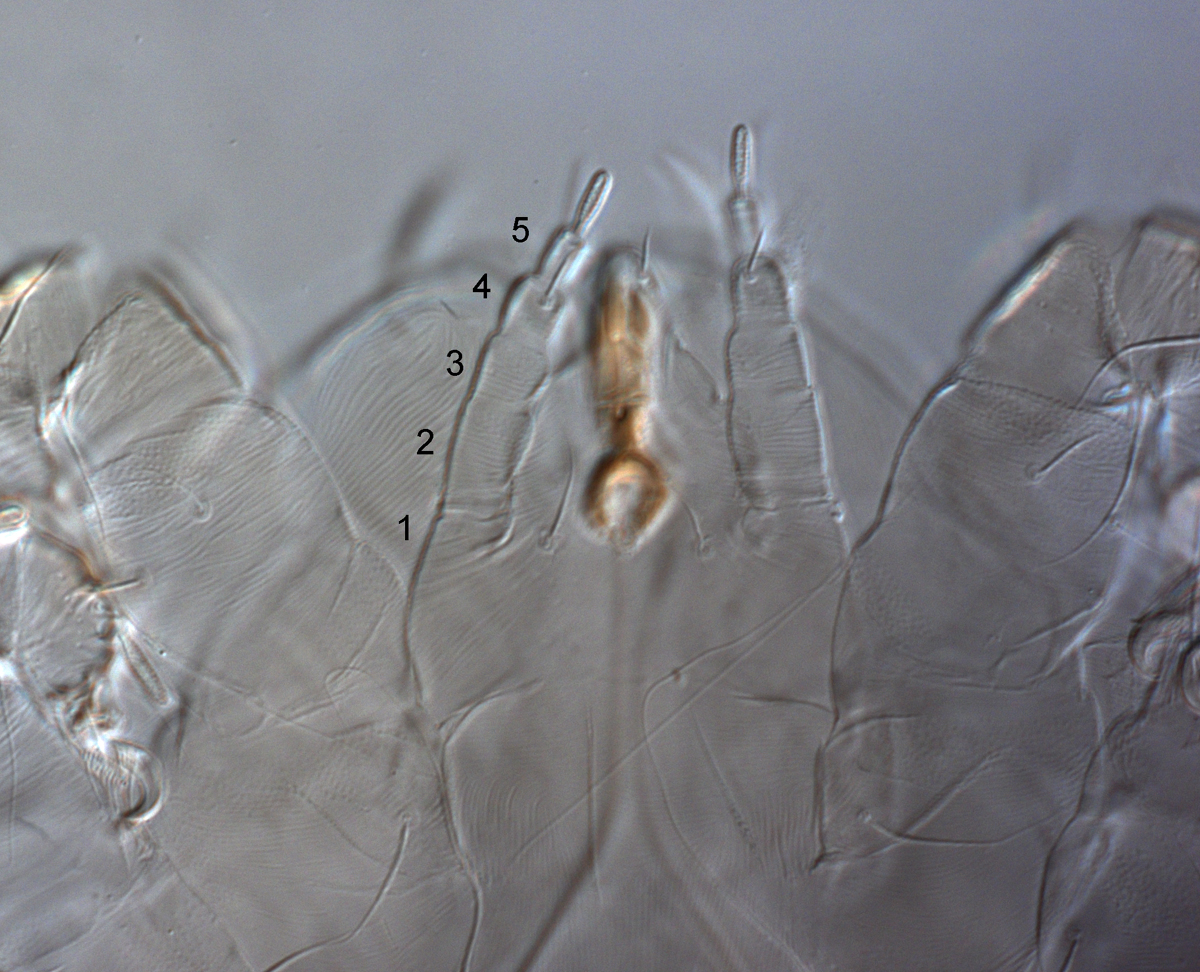            Fig. 6.   Magdalenapalpus forsteri  sp. nov.   Seeman amp; Beard, ventral gnathosoma indicating details of the   palps.   