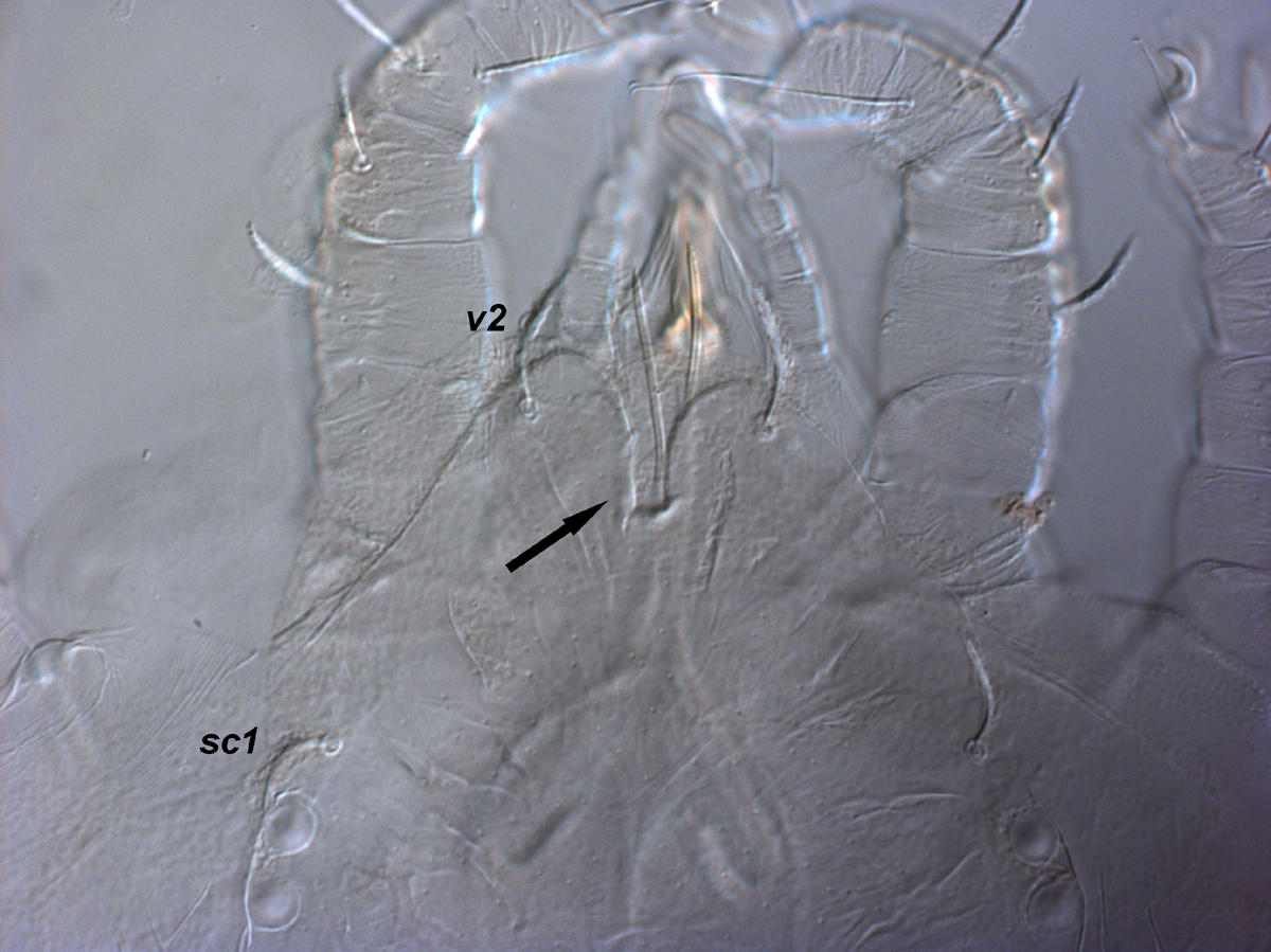            Fig. 4.   Magdalenapalpus forsteri  sp. nov.   Seeman amp; Beard, adult male anterior margin of prodorsum indicating notch   (arrow).   