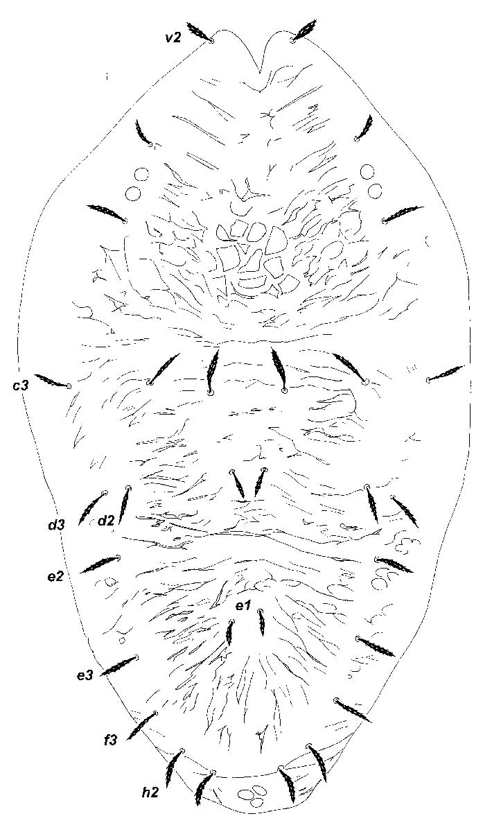            Fig. 2.   Magdalenapalpus forsteri  sp. nov.   Seeman amp; Beard, adult female a. dorsum, b. detail of   palp.   