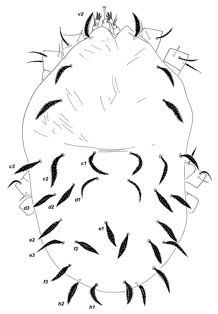            Fig. 1.   Magdalenapalpus strandtmanni  adult   female dorsum.   