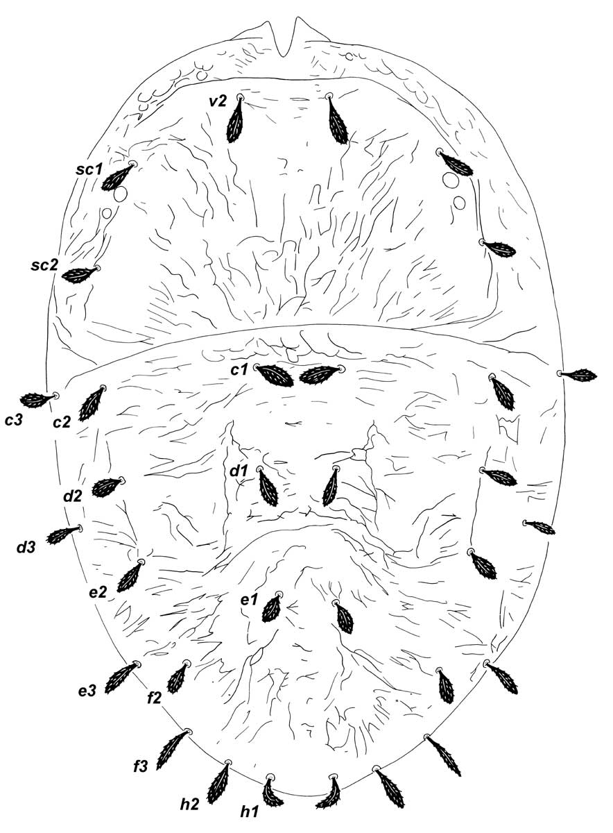            Fig. 1.   Meyeraepalpus delfinadae  female   dorsum.   
