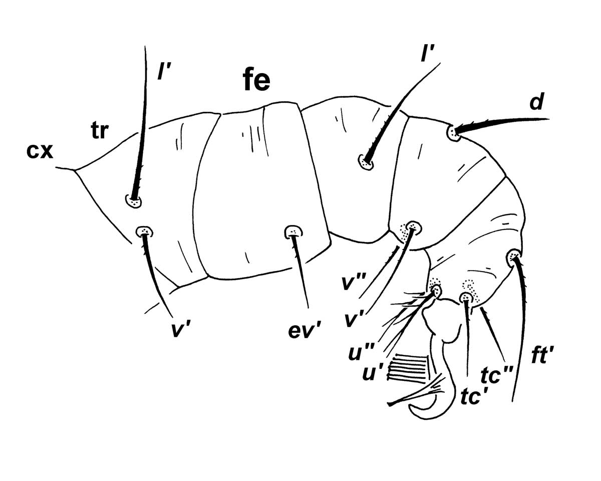            Fig. 4.   Meyeraepalpus delfinadae  female leg III, indicating   femur (fe) with dorsal seta  d  absent.   