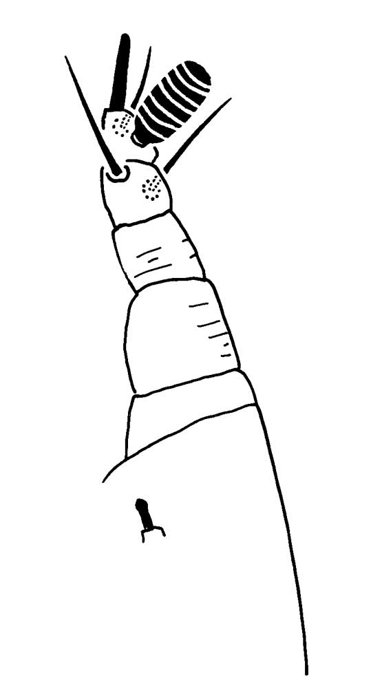            Fig. 5.   Meyeraepalpus delfinadae  male palp indicating swollen   solenidion.   