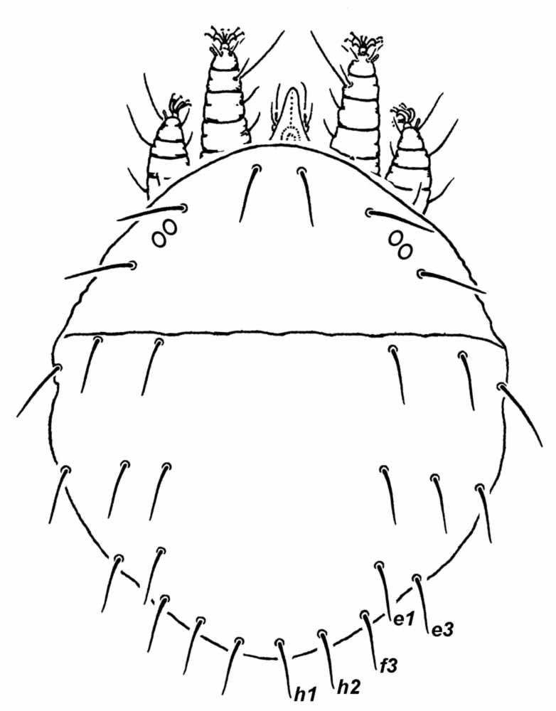           Fig. 1.   Obdulia tamaricis  female dorsum   (after Mesa et al. 2009).   