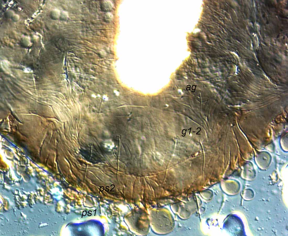            Fig. 4.   Obdulia tamaricis  female posterior   venter.   