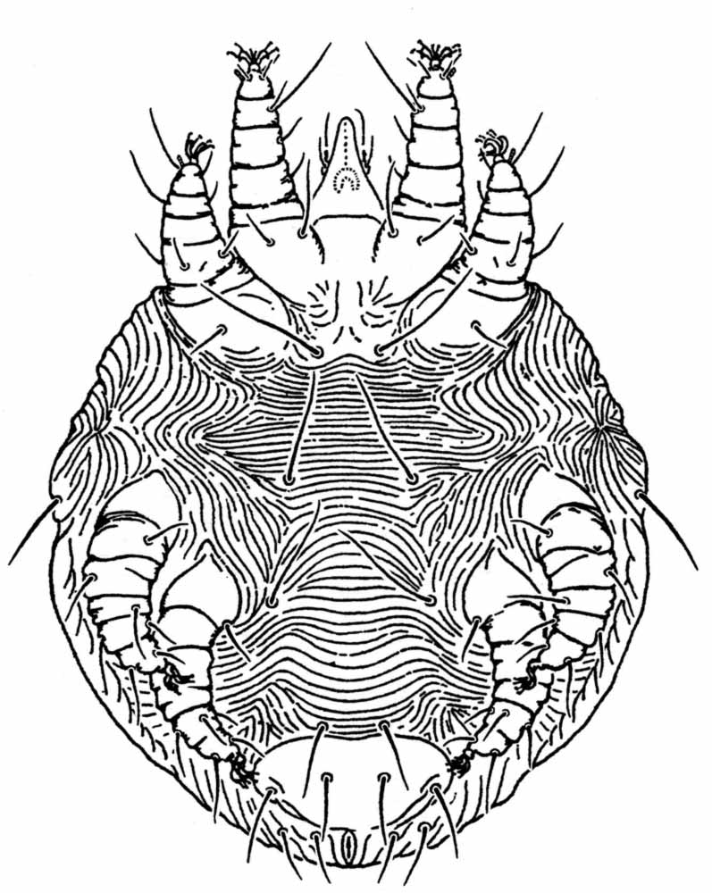            Fig. 3.   Obdulia tamaricis  female venter   (after Pritchard amp; Baker 1958).   