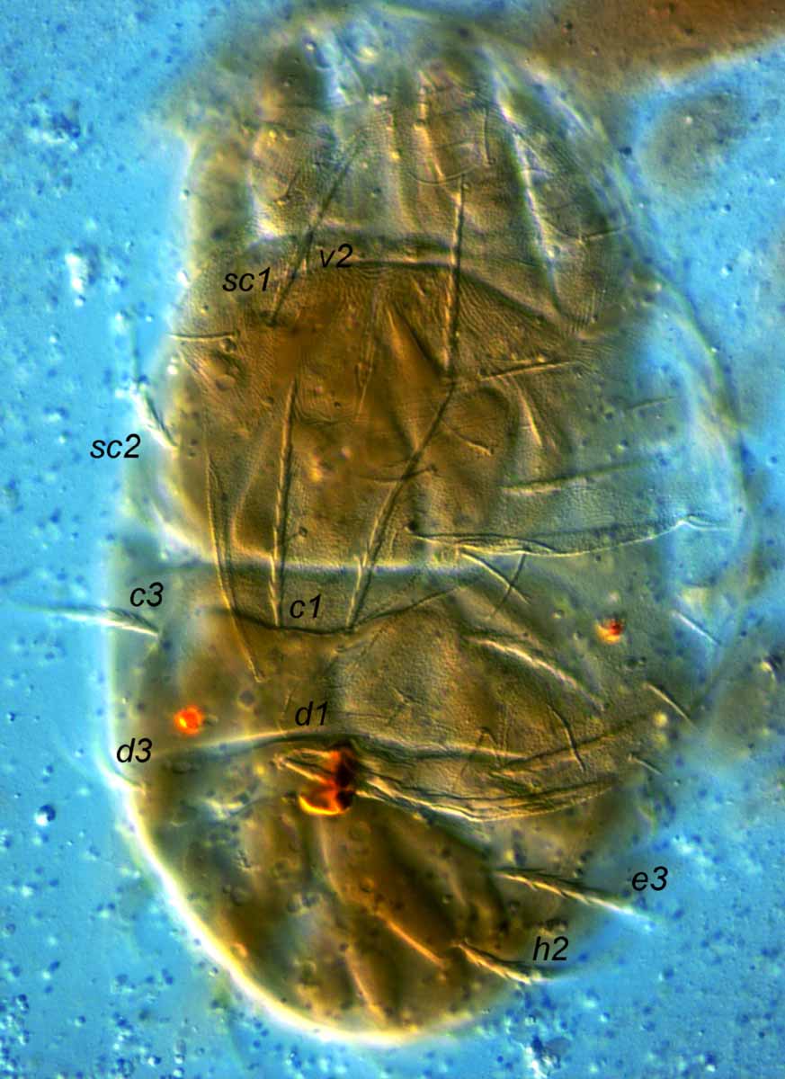            Fig. 2.   Obduloides rajamohani  female dorsum   (moulting - the deutonymphal skin can be seen on the right   side).   