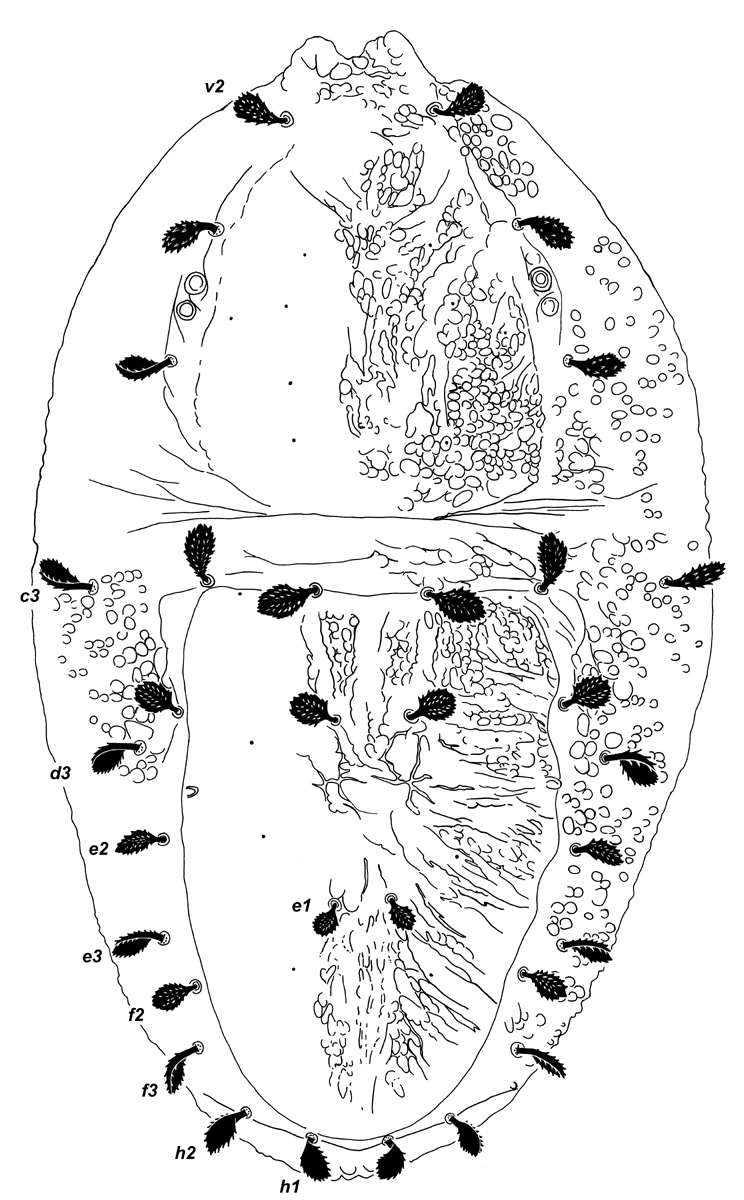            Fig. 1.  Palpipalpus hesperius  sp. nov. Beard amp; Seeman, adult   female dorsum.   