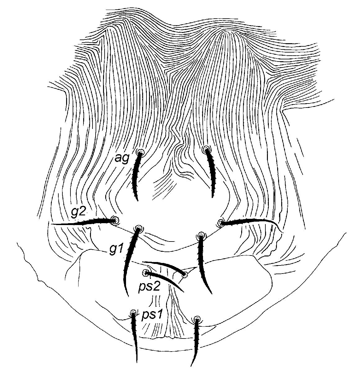            Fig. 2.  Palpipalpus hesperius  sp. nov. Beard amp; Seeman, adult   female posterior venter.   