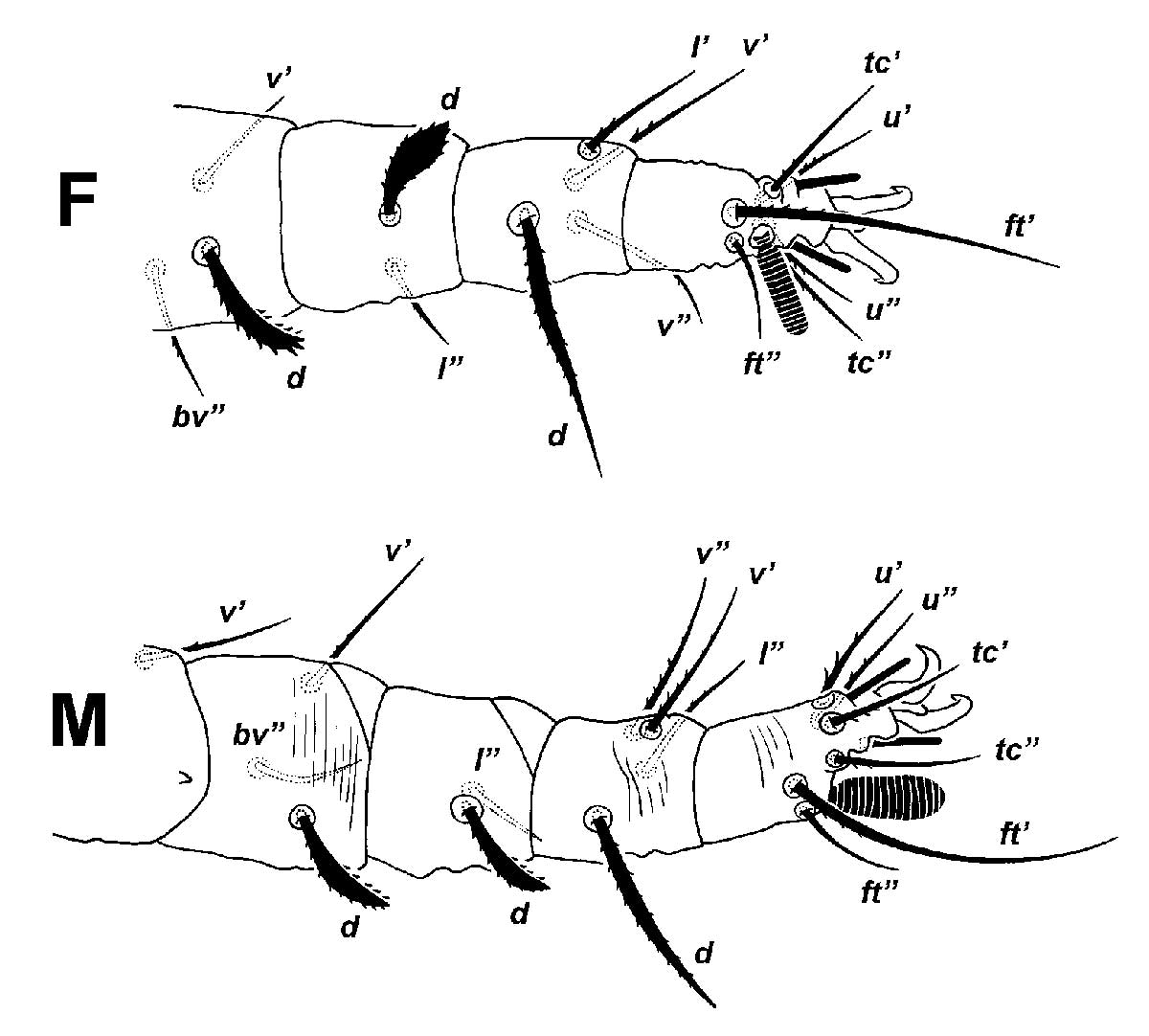            Fig. 3.  Palpipalpus hesperius  sp. nov. Beard amp; Seeman, adult   legs I (F= female leg I; M = leg I, note swollen solenidion).   