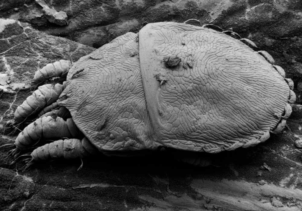            Fig. 5.   Pentamerismus  sp. female dorsum   (image: Eric Erbe, USDA).   