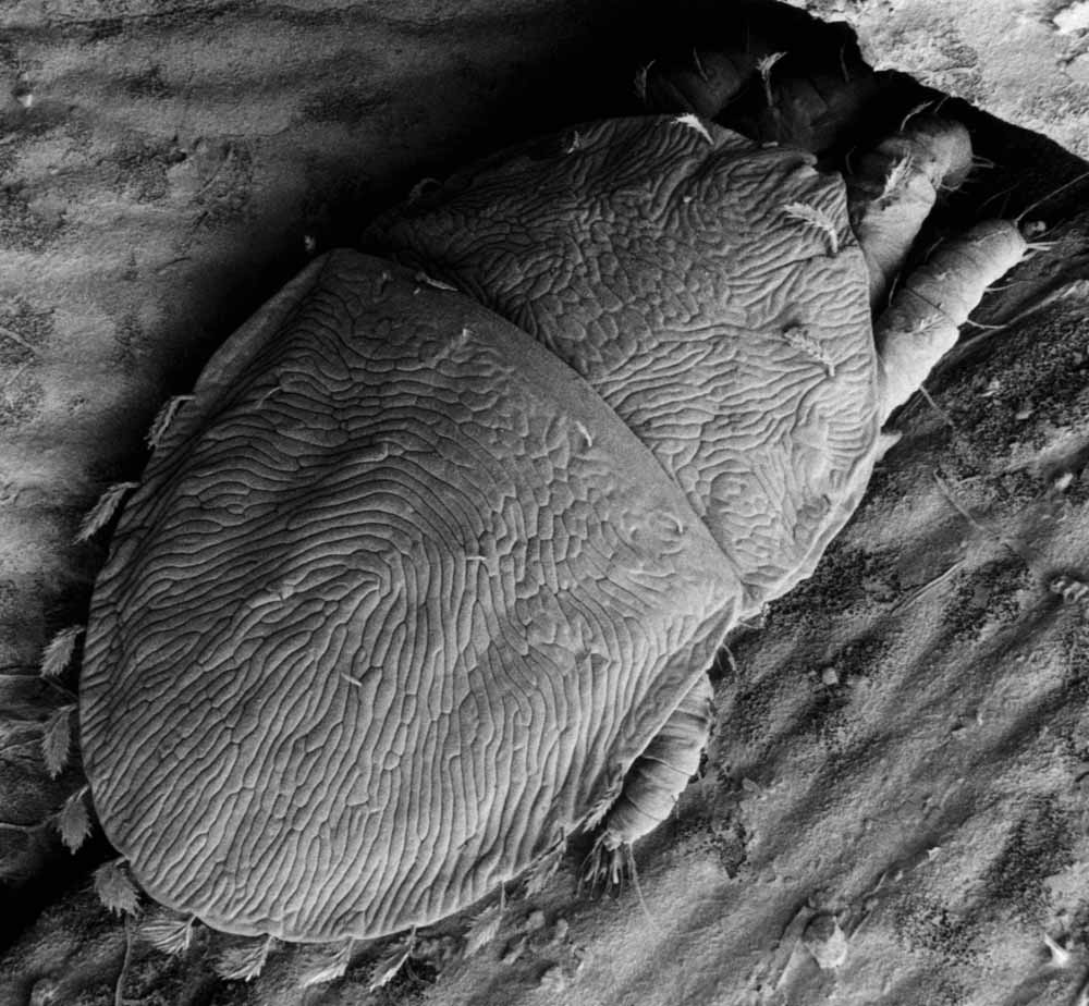            Fig. 4.   Pentamerismus  sp. female dorsum   (image: Eric Erbe, USDA).   
