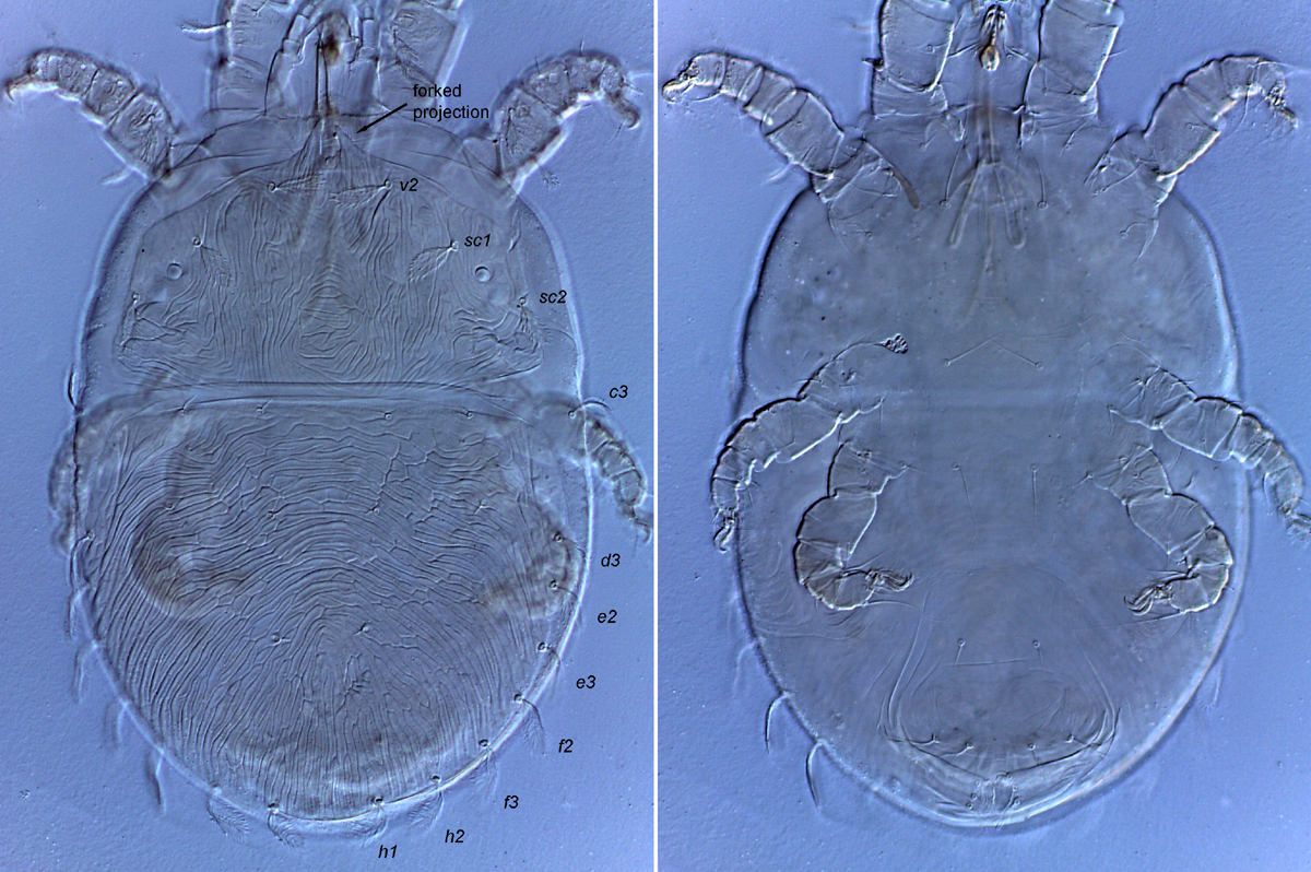            Fig. 2.   Pentamerismus  sp. female dorsum and   venter, with  f2  present.   