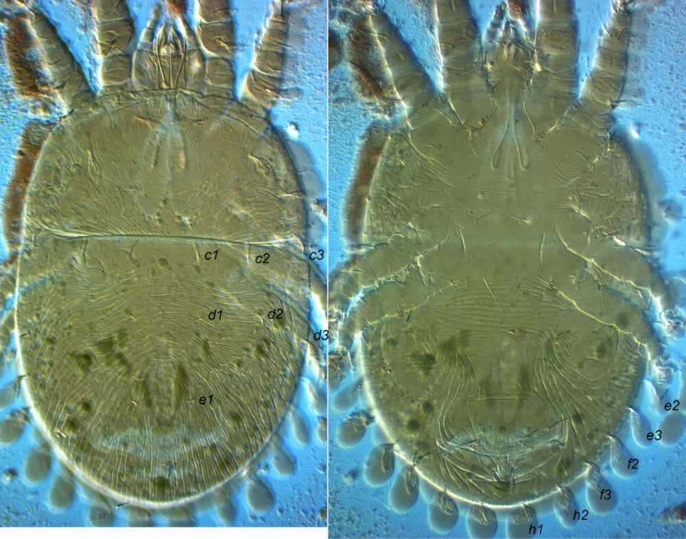            Fig. 1.   Pentamerismus abnormis  adult female,   dorsum and venter (paratype), with  f2    present.   