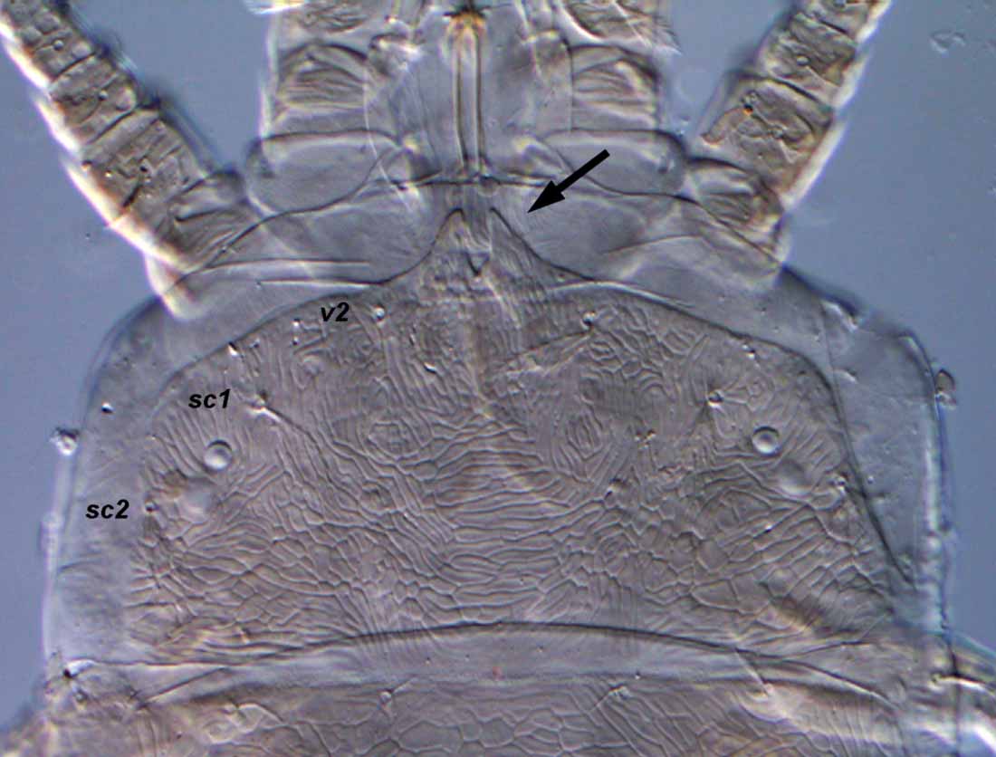            Fig. 7.   Pentamerismus  sp. female anterior   dorsum with forked projection.   