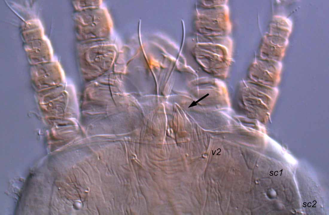            Fig. 8.   Pentamerismus  sp. female anterior   dorsum with divided projection.   