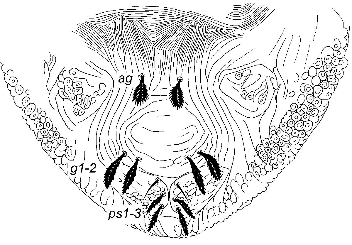            Fig. 9.   Pentamerismus   sititoris  sp.   nov. Beard amp; Seeman, female posterior venter.   