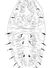            Fig. 1.   Philippipalpus nigraquercus  sp. nov.   Seeman amp; Beard, adult female   dorsum.      