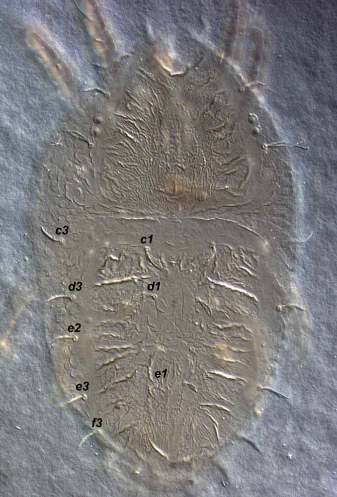            Fig. 2.   Philippipalpus agohoi  female dorsum,   posterior setae  h1-2  not in focus (type   specimen).   