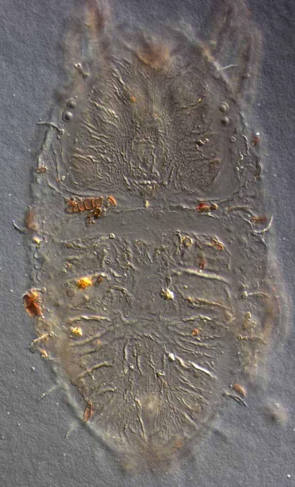            Fig. 3.   Philippipalpus agohoi  female dorsum   (type specimen).   