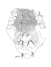            Fig. 4.   Philippipalpus agohoi  female   posterior venter.   