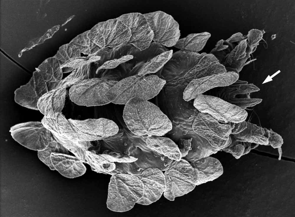            Fig. 2.   Phyllotetranychus aegyptium  adult   female dorsum, arrow indicates anterior forked projection on prodorsum (image:   Gary Bauchan, USDA-ARS).   